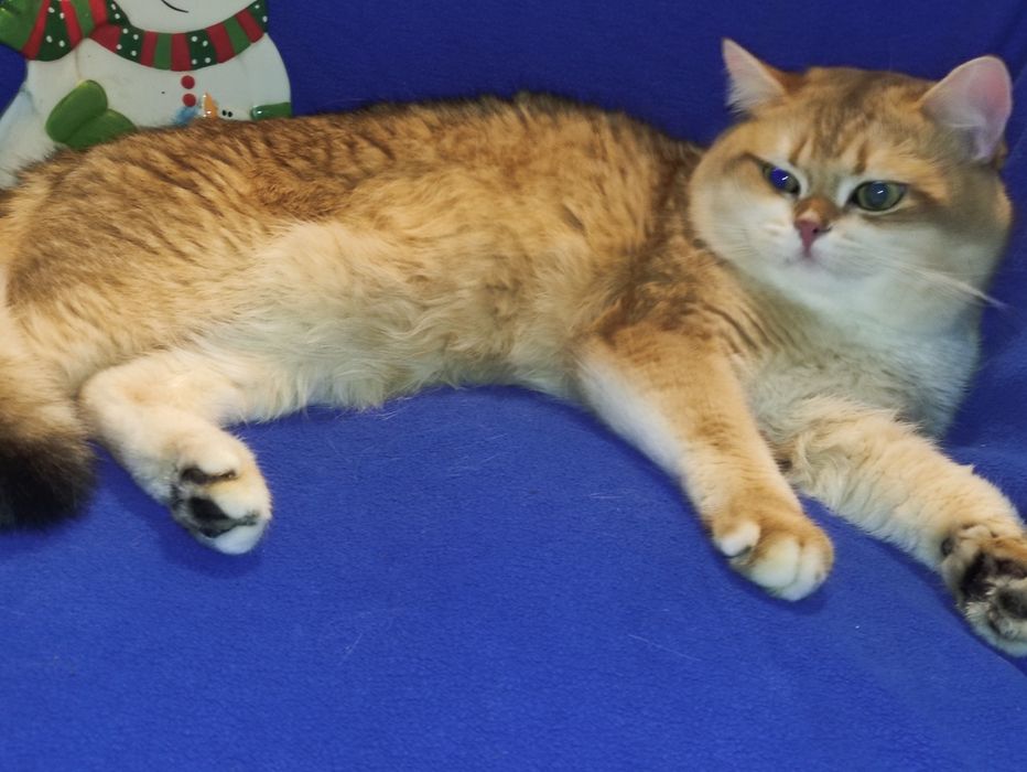 Шикарний чистокровний британец чекає на родину