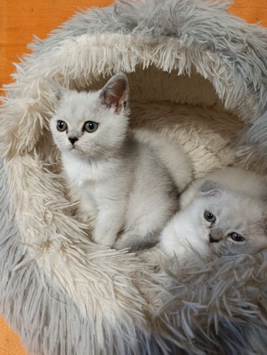 Вислоушки и прямоушки мальчишки и девчонки