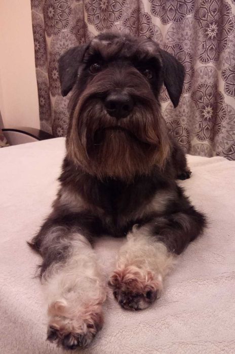 Цвергшнауцер.В'язка.