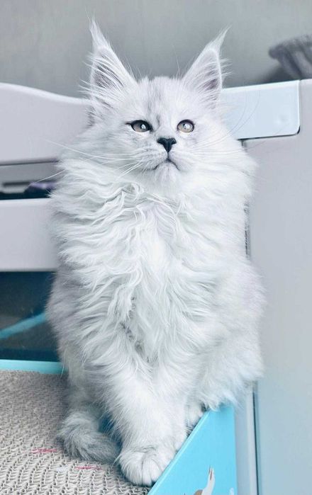 kotka Maine coon czarna dymna wysokie srebro