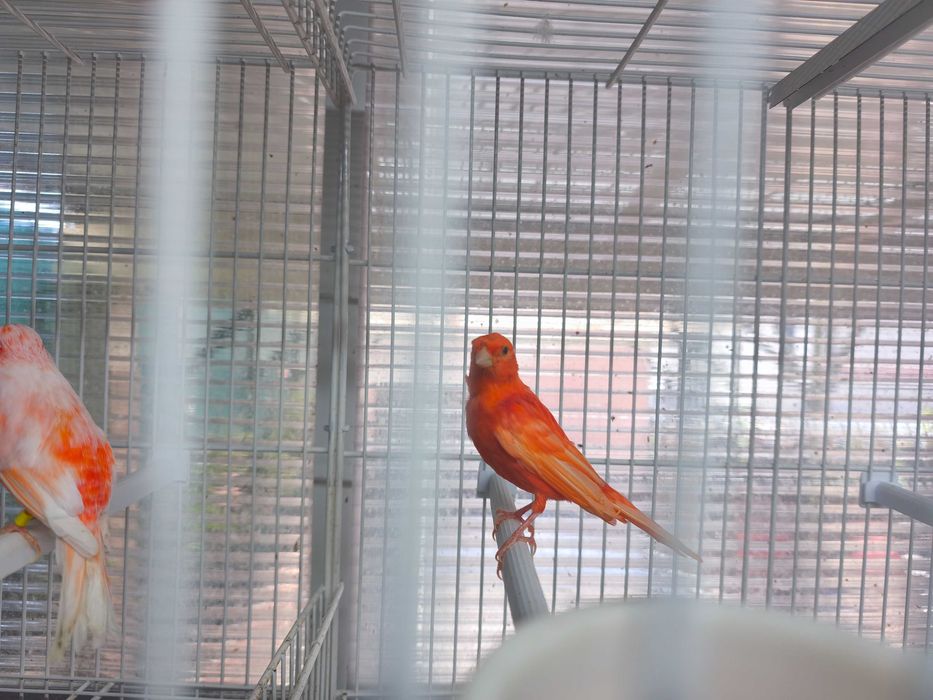 Canario Vermelho Macho de 2026
