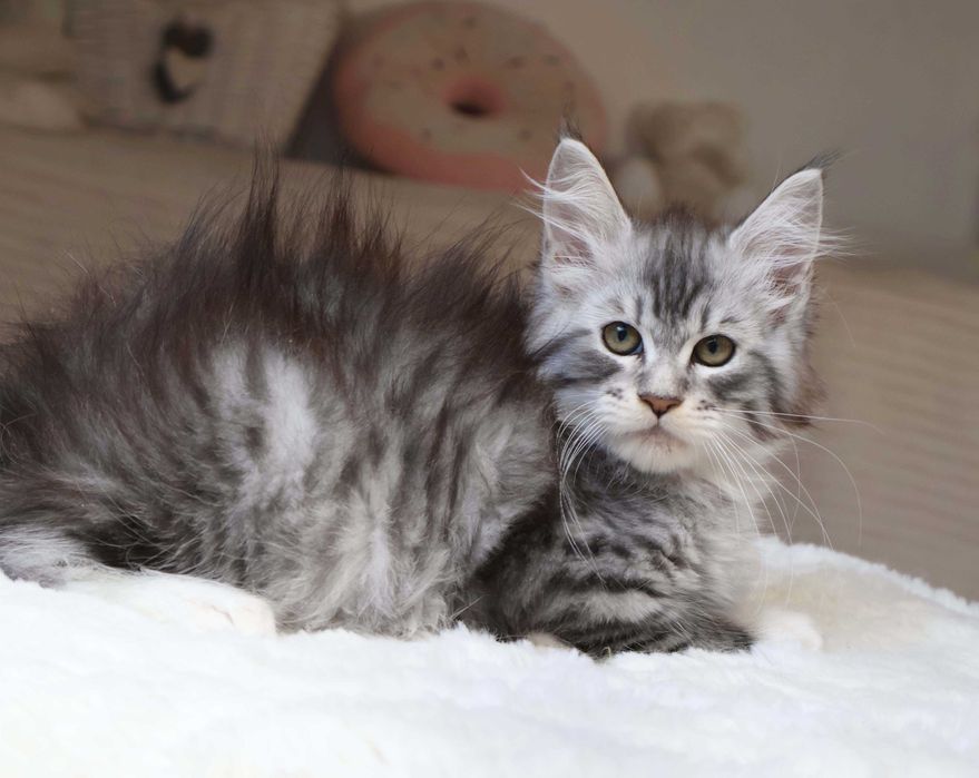 Wspaniała centkowana kocica Maine coon