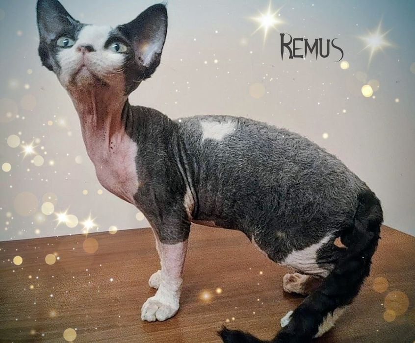 Devon rex Remus unikatowy kocurek