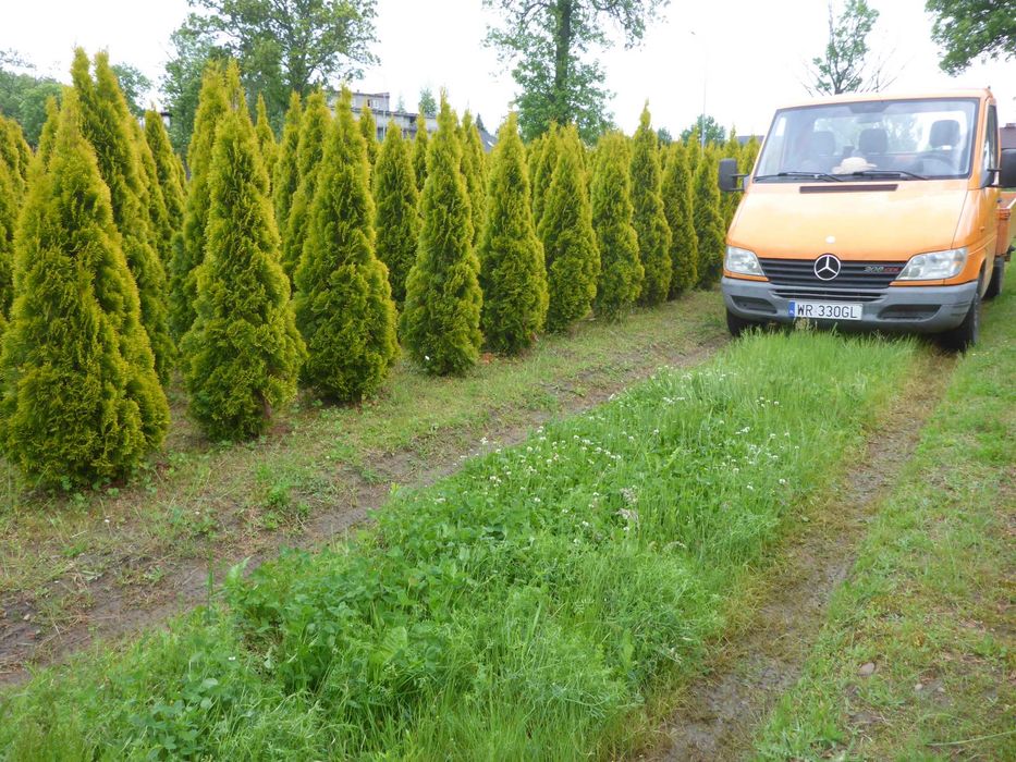200cm ‼️ złoty szmaragd 220 GOLDEN SMARAGD tuja 190 złocista 180 DOWÓZ