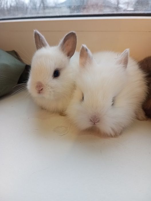 Декоративні кролики