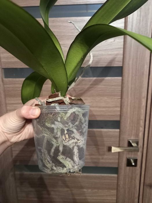 Биг Лип орхидея дешево 500 грн