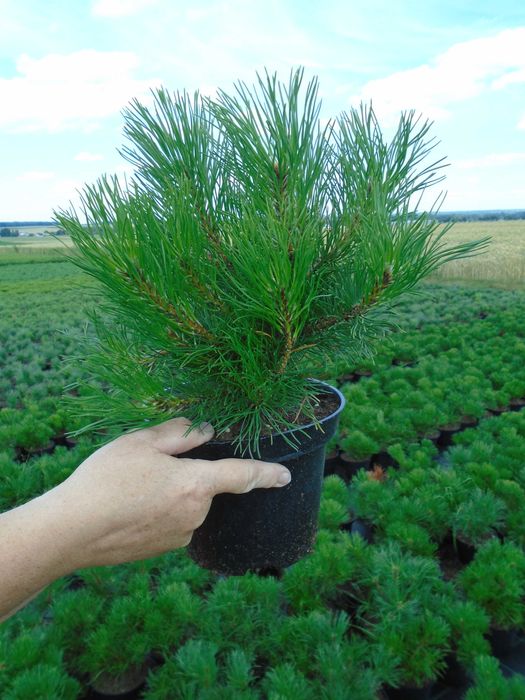 Kosodrzewina Pinus Mugo Pumilio 2L. 20-30cm.