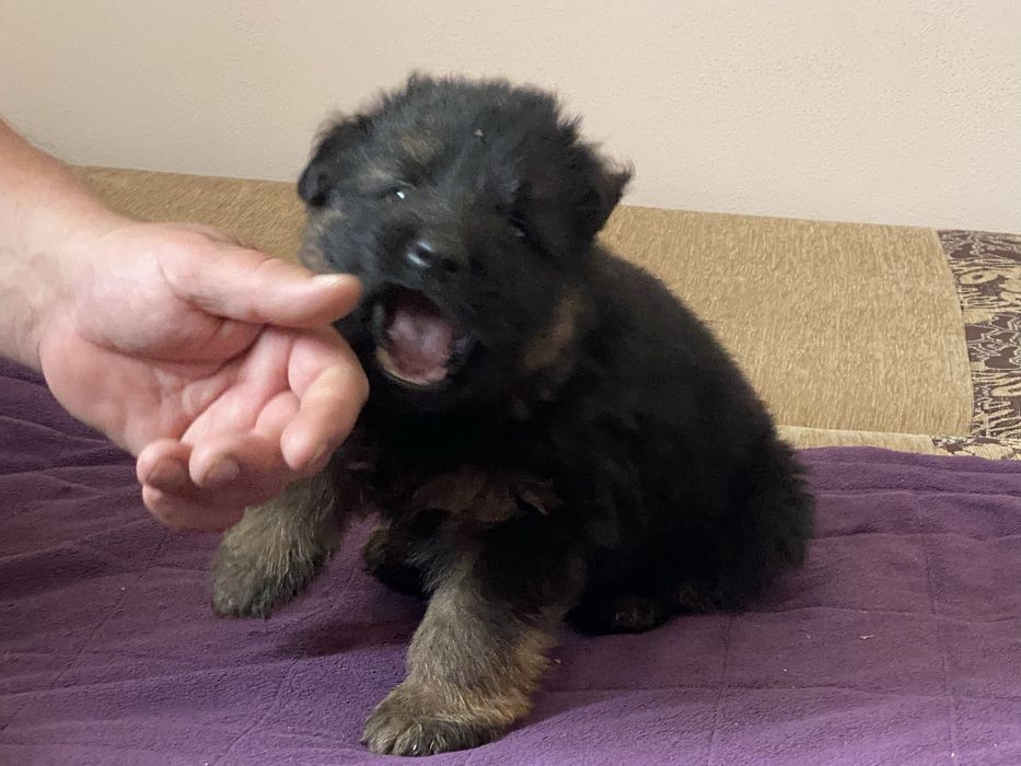 Поспішайте за радістю