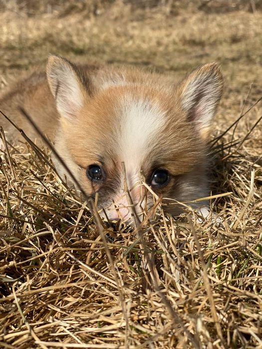 Вельш корги пемброк