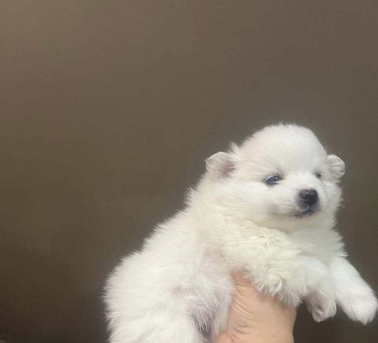 Lulu da pomerania femea