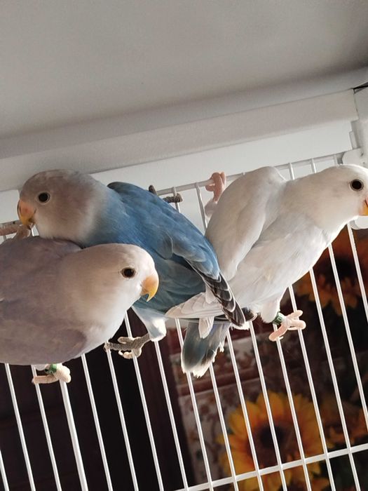 Agapórnis roseicollis