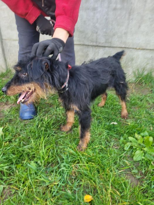 Terrierek szuka domu