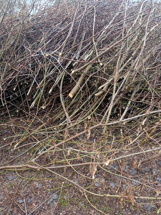 Oddam za darmo na opał