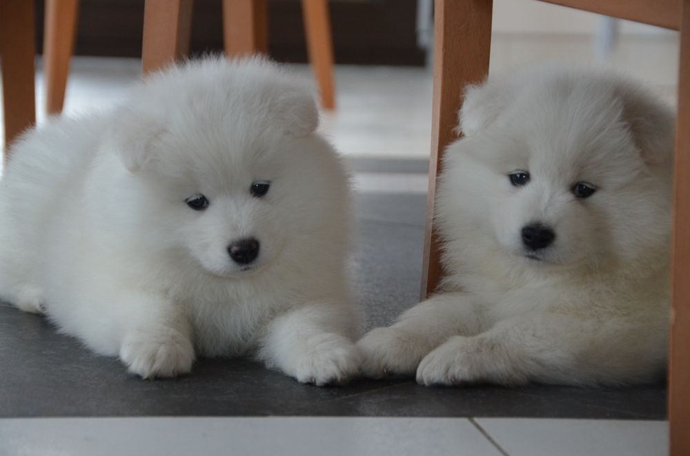 Samoyed ZKwP FCI piesek  suczki