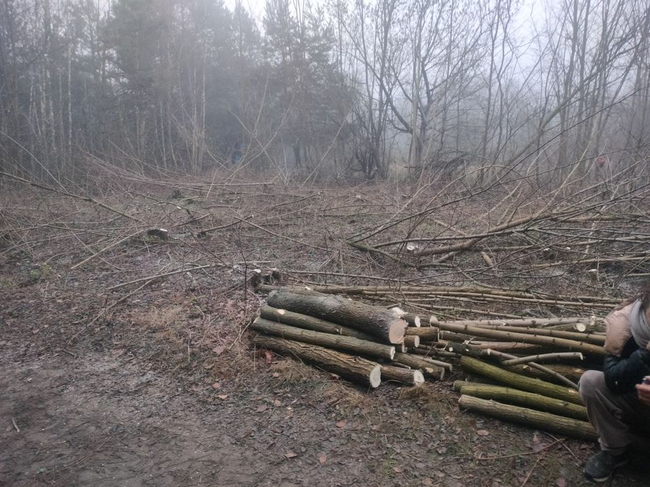 Sprzedam drzewo akacja i brzoza