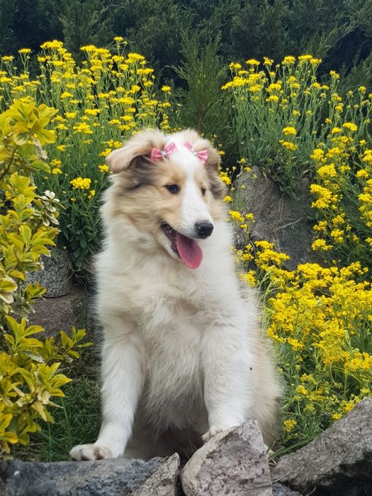 Owczarek szkocki collie