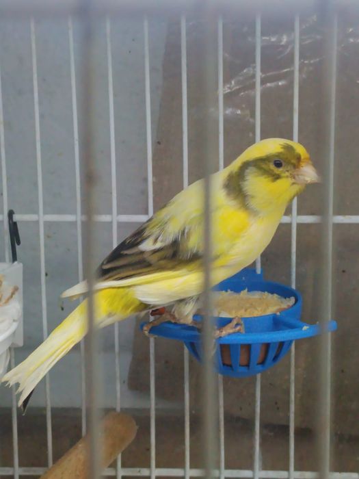 Suporte ovo gaiola pássaro