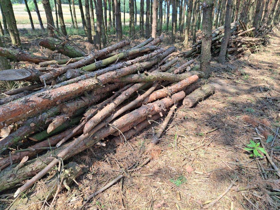 Drewno opałowe sosnowe.