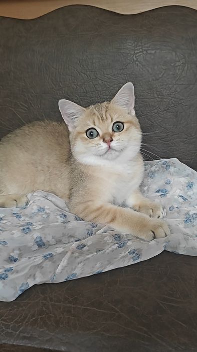Золотая шиншилла шикарная девочка