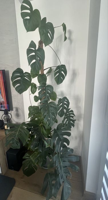 Monstera Deliciosa