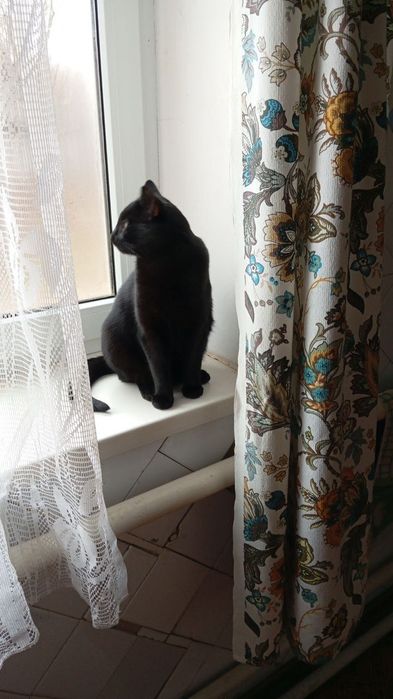 Котята отдам котики молодая кошка