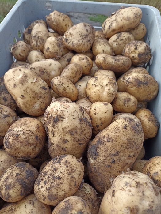 Sprzedam ziemniaki