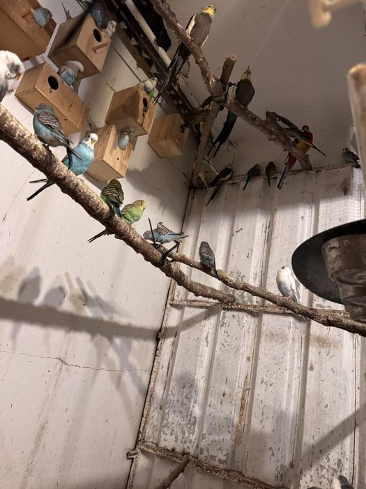 Priquitos, rolas diamante, mandarins e caturras para ceder