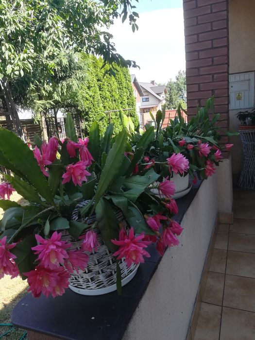 Epiphyllum rożowe sadzonki