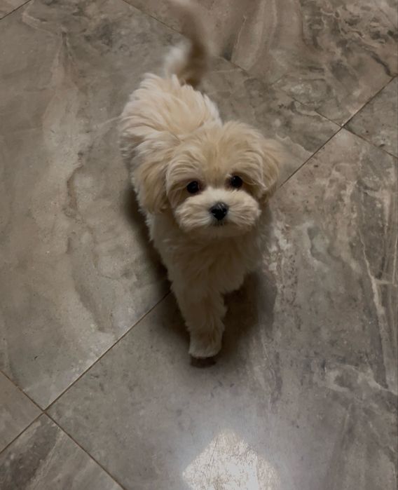 Продається мальтіпу ф1