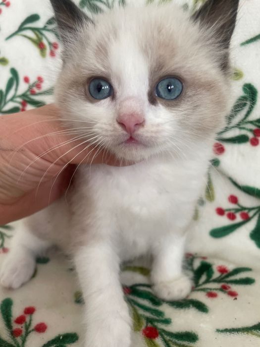 Kocurek i koteczka  Ragdoll   kot koteczka