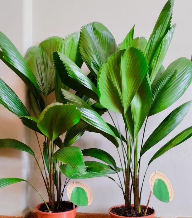 Rara palmeira de leque japonesa ou Licuala grandis