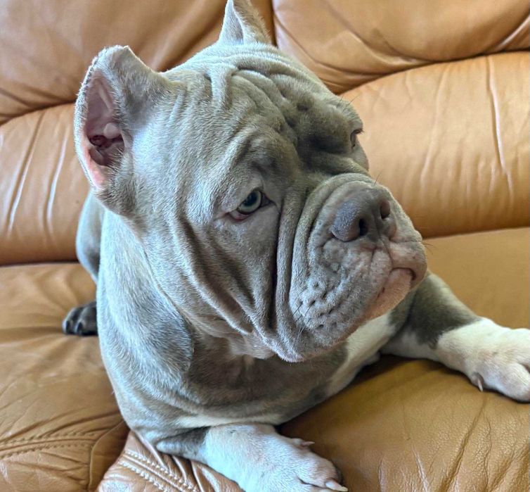 Лилові Буллічки в очікуванні відповідальних батьків