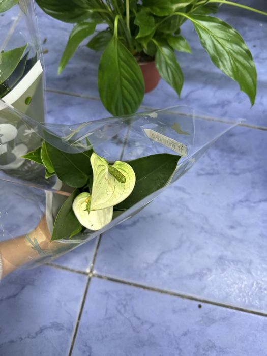 Антуріуми кімнатні квіти