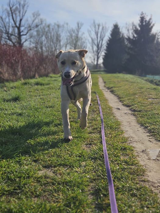 Mila - mega wesoła jakby labradorka. Adopcja