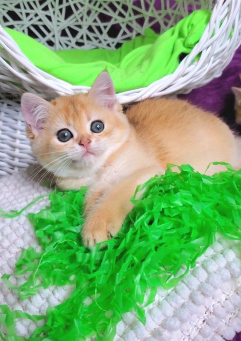 MILASHKI_KITTENS - котики, которые покоряют сердца). Золотая шиншилла.