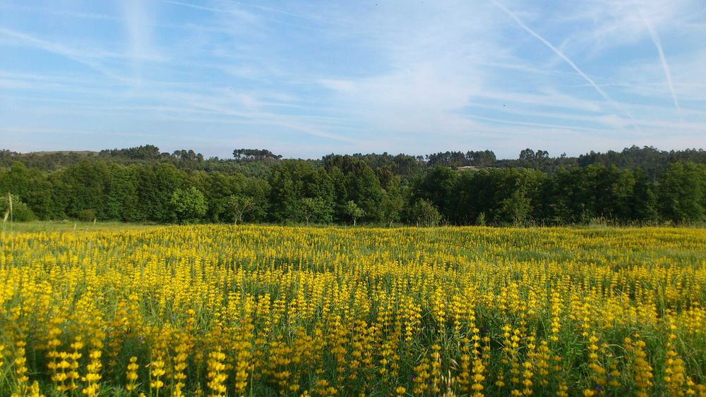 Quinta em Mangualde
