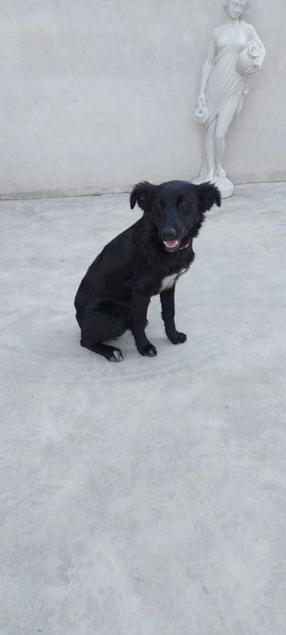 cães bebé para dar