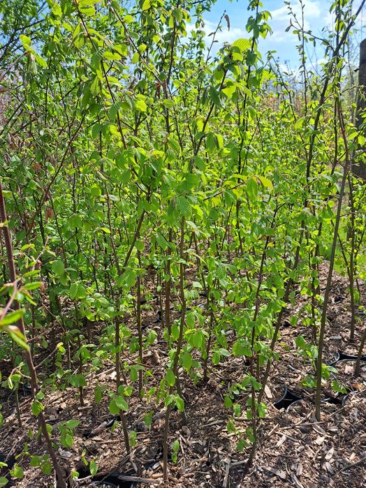 Grab pospolity (Carpinus betulus) wys. 100-120cm