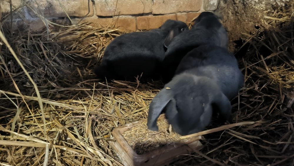 Sprzedam króliki barany francuskie niebieskie