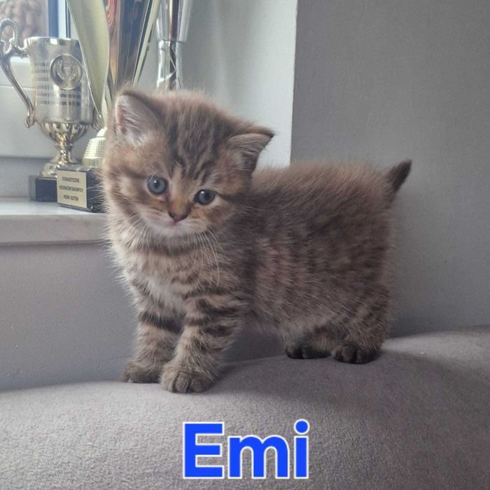 KOTY brytyjskie z rodowodem