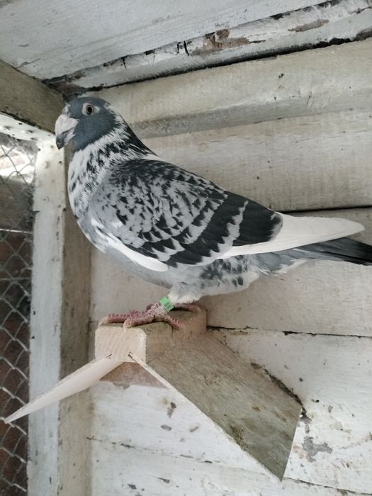 Gołębie staropolskie