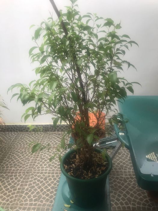 OPORTUNIDADE Planta com cerca de 1m