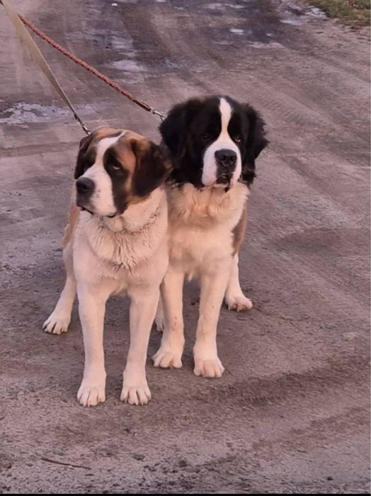 Цуценя сенбернар 8 цуциків