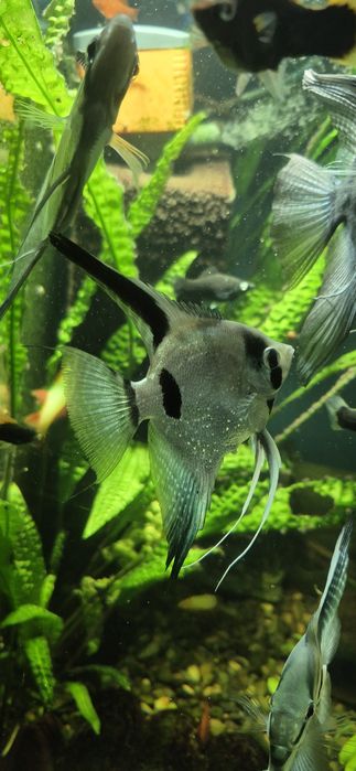 Скалярія піной, голуба