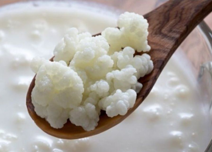 Grzybek Tybetański starter