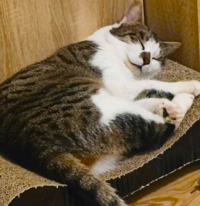 Łatka młoda kotka szuka domku