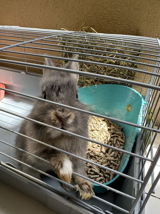 Coelho anão com 3 meses