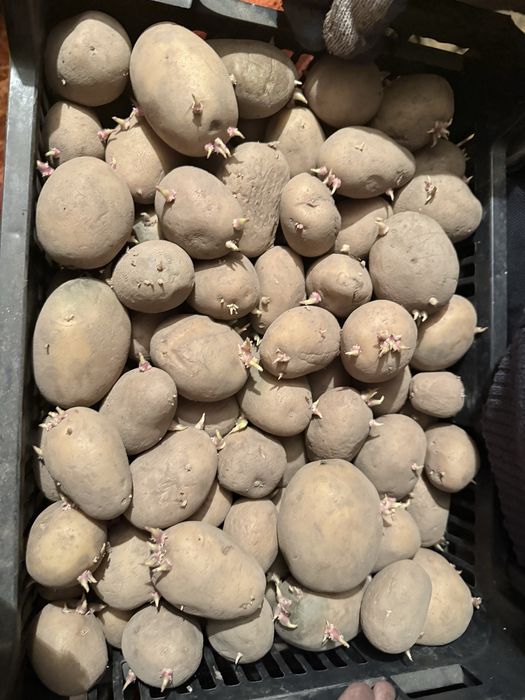 Sadzeniaki odmiana Soraya