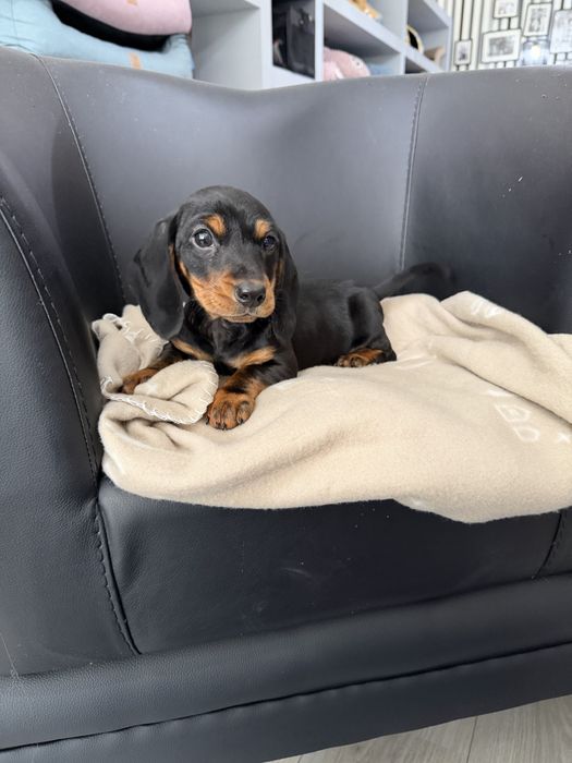 Teckel  menino lindo