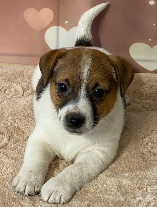 Jack Ruusell Terrier dziewczynka HERA